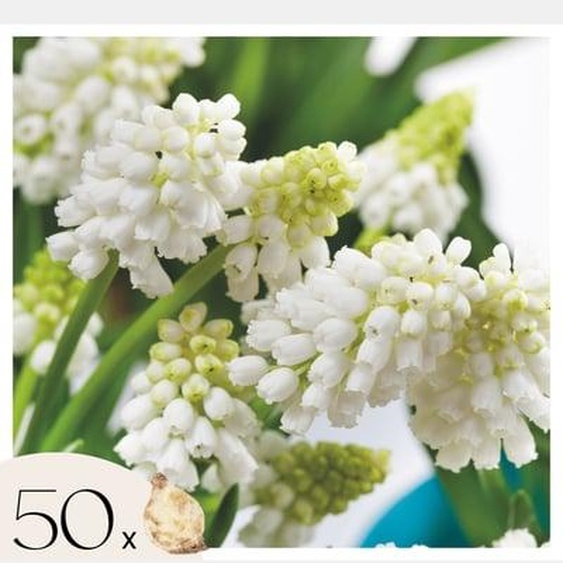 Perce-neige - Set de 50 - Muscari White Magic - Bulbes à fleurs - Blanc