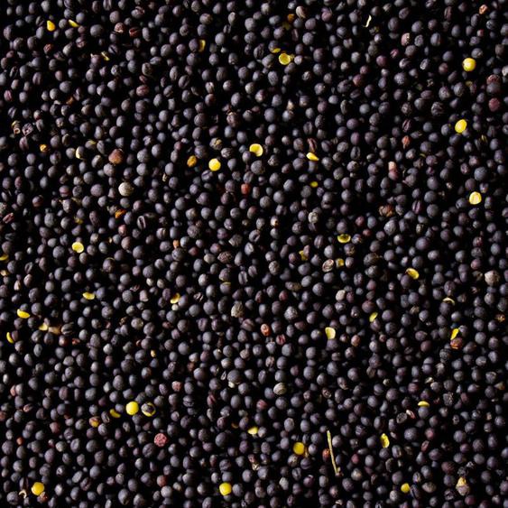 Petigi - 10 kg Graines de Colza en Vrac Noir Purifié Oreiller Chauffant Production dhuile dml