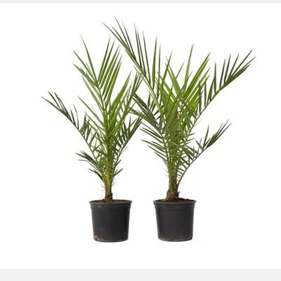 Phoenix Canariensis - Hauteur 50-60cm - Set de 4 - Palmier Resistant - Pot 15cm
