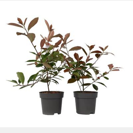 Photinia fraseri Red Robin - Set de 6 - Persistantes - ¿17cm - Hauteur 30-40cm