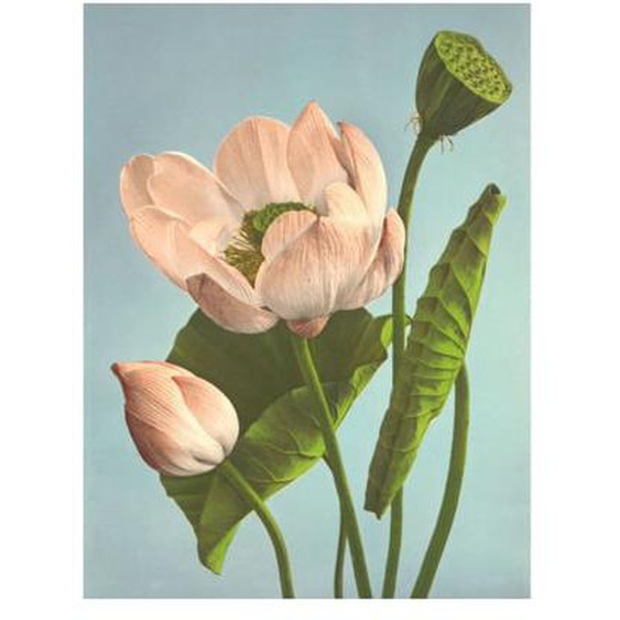 Photographie florale colorisée The Dybdahl Triple Lotus