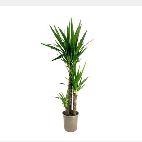 Pied déléphant - Yucca elephantipes - Hauteur 130-140cm - ¿24cm