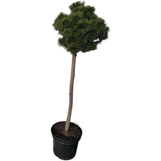 Pinus mugo « Lilliput » - Pin de montagne nain | 60 cm en pot
