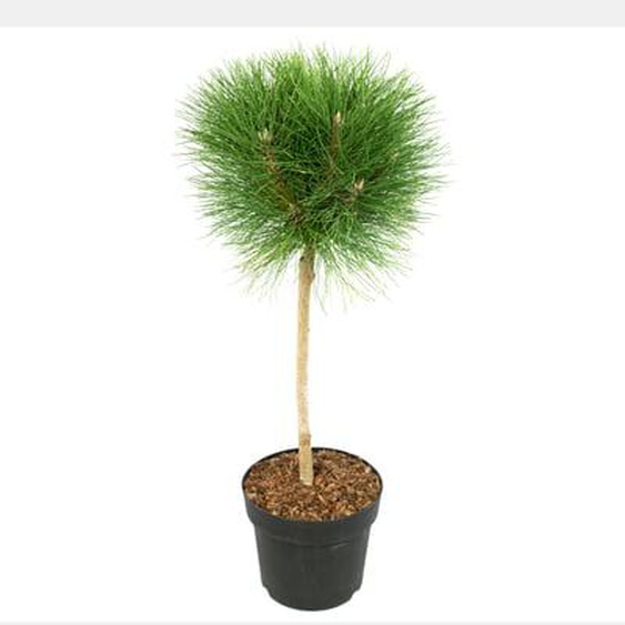 Pin dété - Pinus Summer Breeze - Hauteur 70-80cm - ¿24cm