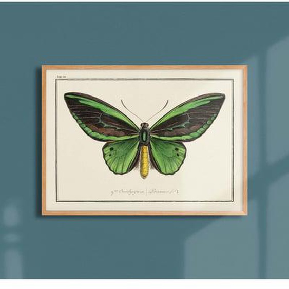Planche dentomologie Papillon -  N°4