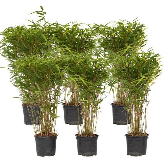 Plant In A Box - Bambou non-traçant - Set de 6 - Fargesia nitida Gansu - H50-70cm - ⌀17cm
