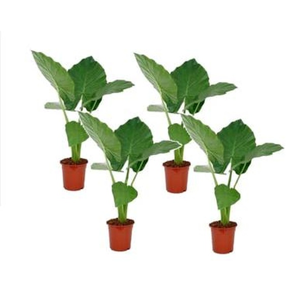 Plante à grandes feuilles - Set de 4 - Alocasia macrorrhizos - H60-70cm - ¿17cm