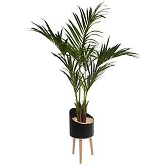 Plante artificielle dintérieur Palmier H. 210 cm - Pot noir sur pieds bois