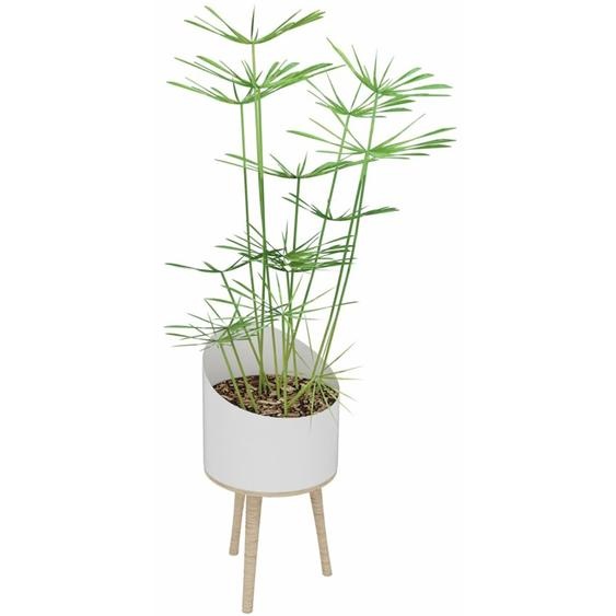 Plante artificielle dintérieur Papyrus H. 160 cm - Pot blanc sur pieds bois