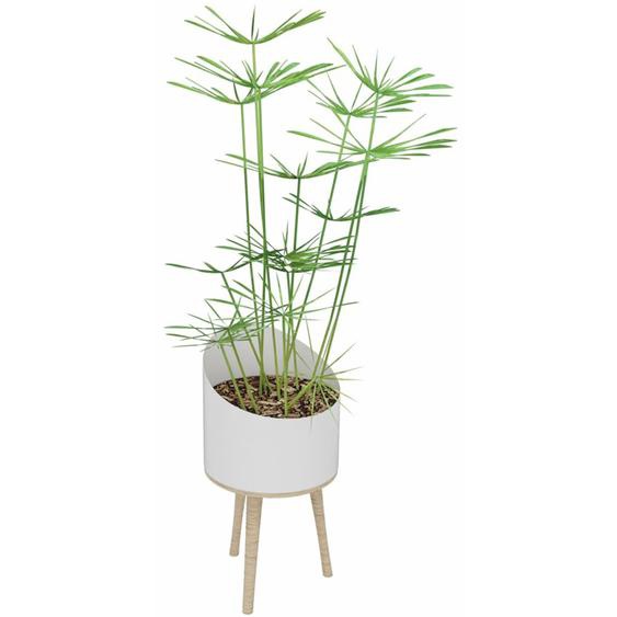 Plante artificielle dintérieur Papyrus H. 160 cm - Pot blanc sur pieds bois
