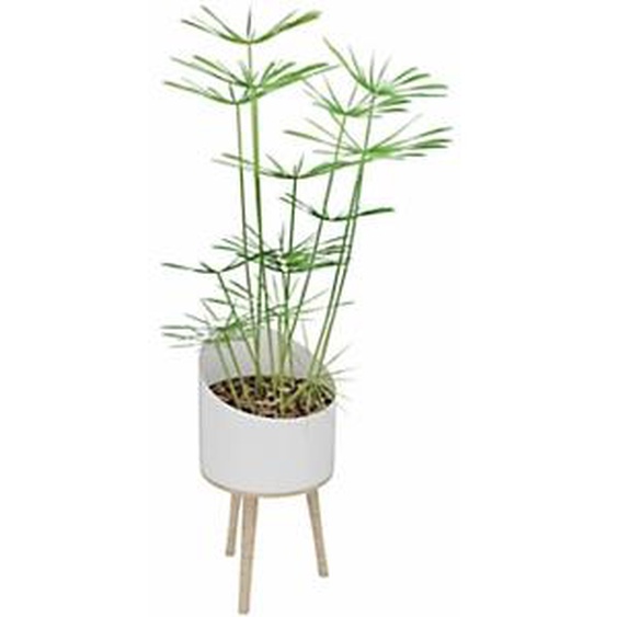 Plante artificielle dintérieur Papyrus H. 160 cm - Pot blanc sur pieds bois