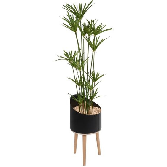 Plante artificielle dintérieur Papyrus H. 160 cm - Pot noir sur pieds bois