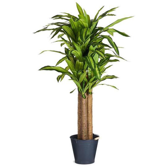 Plante artificielle Dracaena 155 cm