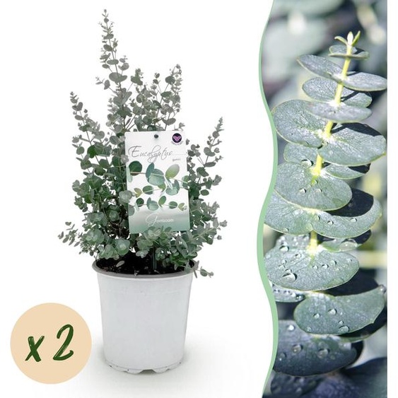 Plante de terrasse - Eucalyptus - Eucalyptus gunni - Gris - 2 Plantes - Rustique - 30-40cm - Ø20cm - Plante de jardin