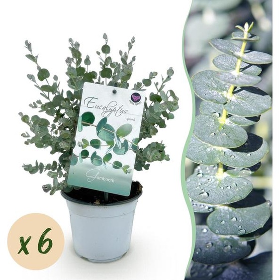 Plante de terrasse - Eucalyptus - Eucalyptus gunni - Gris - Rustique | 6 pièces - 30-40cm - Ø14cm - Plante de jardin