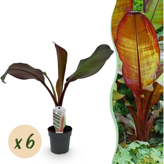 Plante fruitière - Bananier - Ensete ventricosum Maurelli - Rustique | 6 pièces - 30cm - Ø12cm - Plante de jardin