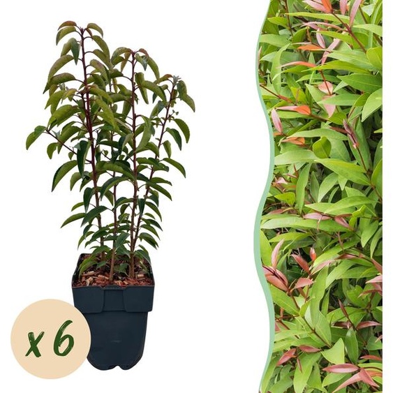Plantes de haies - Prunus lusitanica Angustifolia - feuille verte - 6 plantes - 1 mètre linéaire - persistant - 40-50cm - Ø20cm - Plante de jardin