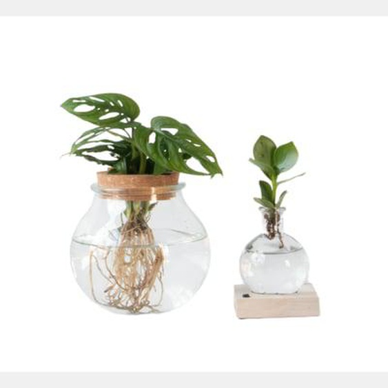 Mélange de plantes en verre - Set de 2 - Clusia, Monstera - H15-35cm - ¿20cm