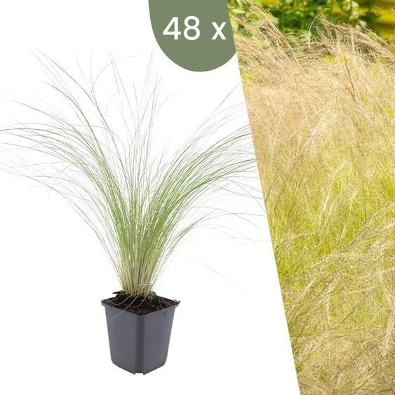 Plants by Frank | 48 Plantes dherbe à plumes | Stipa tenuissima Ponytails | Graminées rustiques | Vivaces rustiques | Plantes de jardin