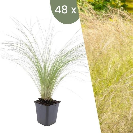 Plants by Frank | 48 Plantes dherbe à plumes | Stipa tenuissima Ponytails | Graminées rustiques | Vivaces rustiques | Plantes de jardin