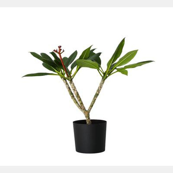 Frangipanier hawaii - Plumeria rubra Blanc - Hauteur 55-70cm - ¿17cm