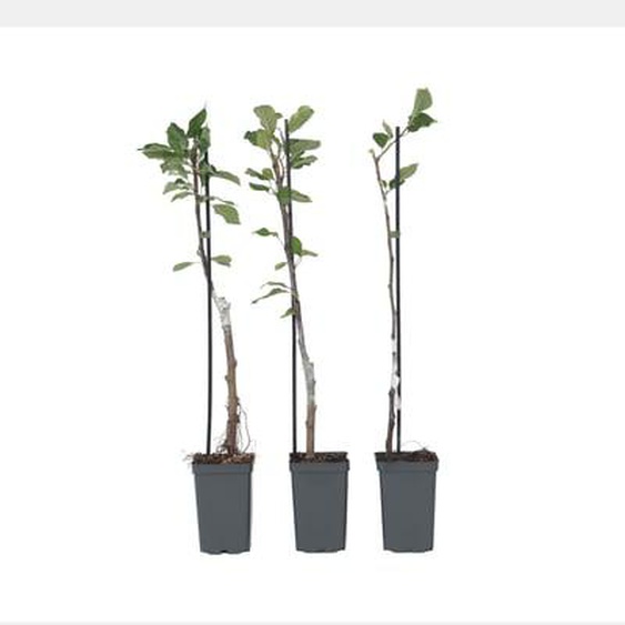Pommier - Set de 6 - Malus - Hauteur 60-70cm - ¿9cm