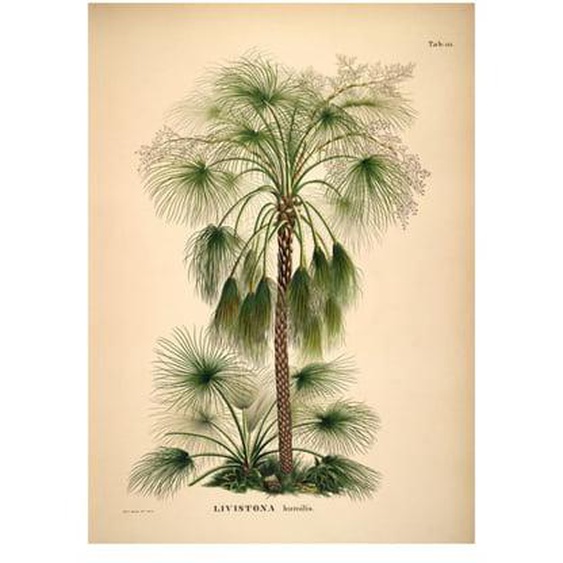 Poster ancien palmier The Dybdahl Livistona Humilis
