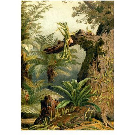 Poster dessin tropical The Dybdahl Ferns Right Side