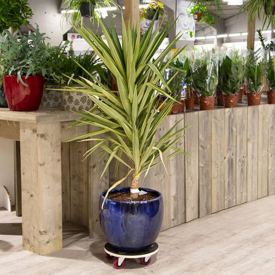 Practo Garden Rouleau pour plantes dia. 38 cm 200 kg bois