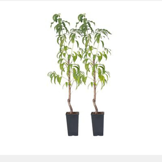 Prunier pêches - Set de 2 - Prunus persica Saturne - Hauteur 60-70cm - ¿15cm