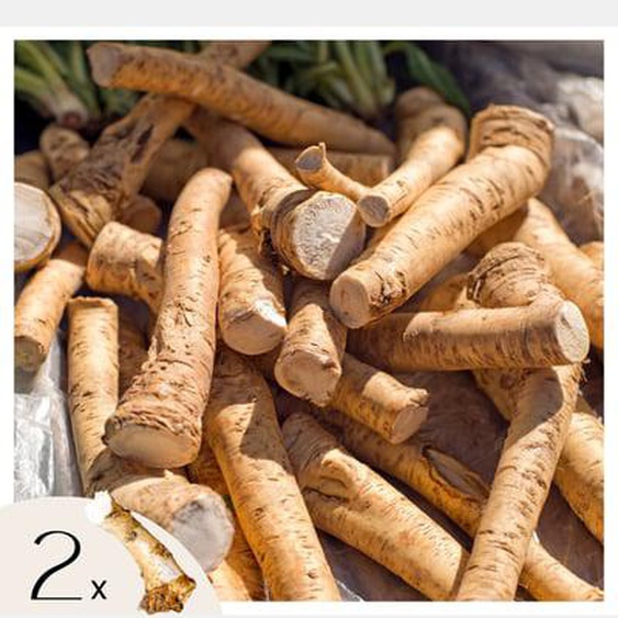 Raifort - 2 pcs - Armoracia rusticana - Rhizomes