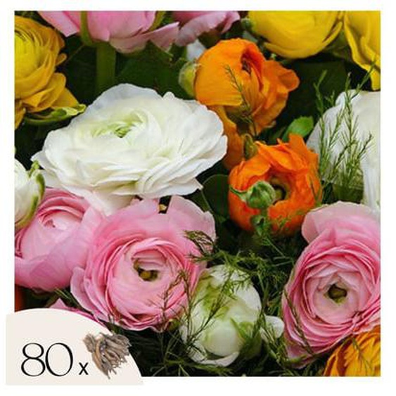 Renoncules - Mélange de 80 - Bulbes de Renoncules - Bulbes à floraison estivale