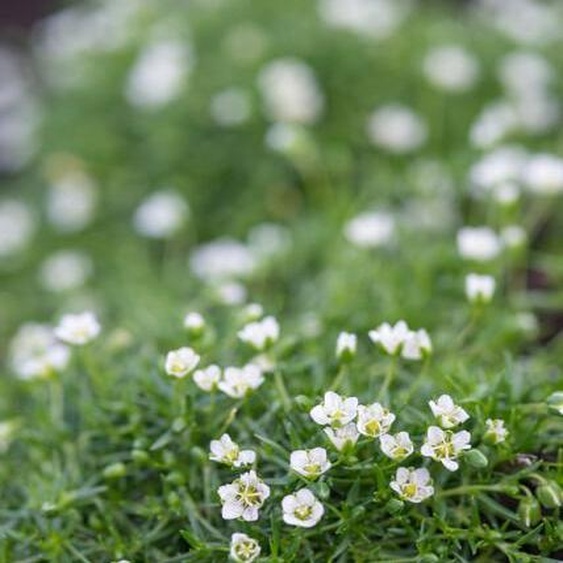 Sagina subulata (mousse dIrlande) 24 plants 10 à 25cm, Ø9cm, couvre-sol à