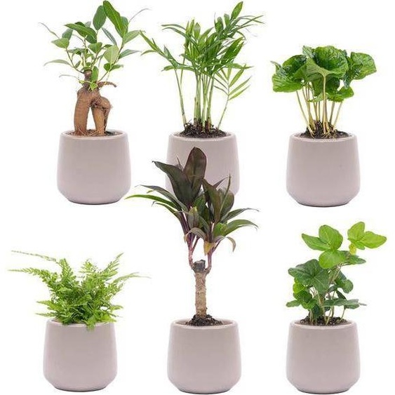 Set de plantes dintérieur – 6 plantes + pot en céramique « Joey » gris mat – Mini Urban Jungle – Facile dentretien – Lierre, fougère, bonsaï, etc. – Ø8cm