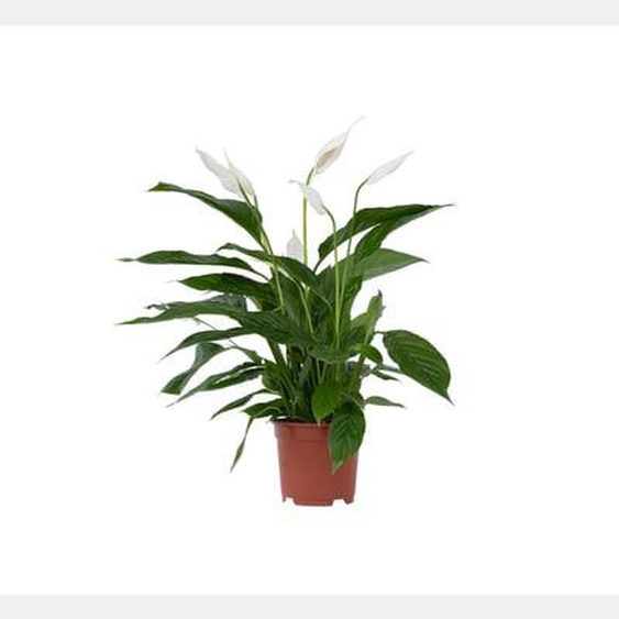 Fleur de lune - Set de 4 - Spathiphyllum Lima - Hauteur 60-75cm - ¿12cm