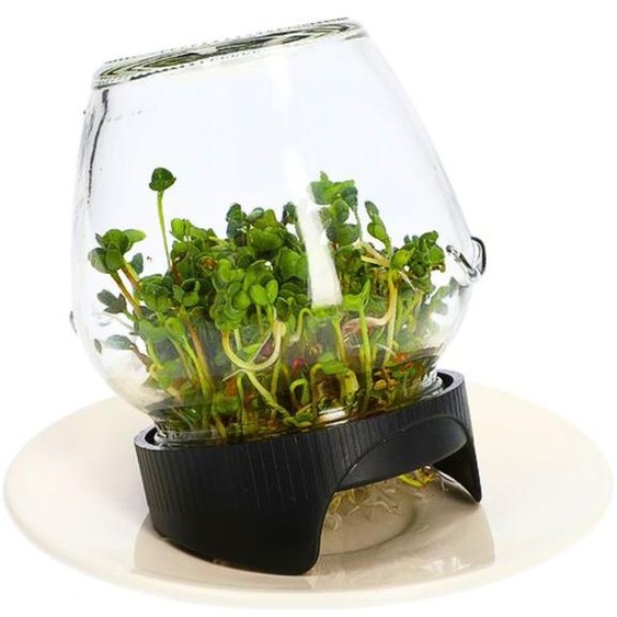 Sprouter En Verre | Parrot Sprouts | Germination Facile Et Fiable