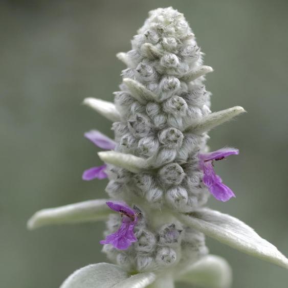 Stachys byzantina Oreilles dâne – 24 plantes – Ø9cm – Hauteur 10-25cm – Feuillage argenté Couvre-sol pour parterres ensoleillés, jardins de rocaille et bordures