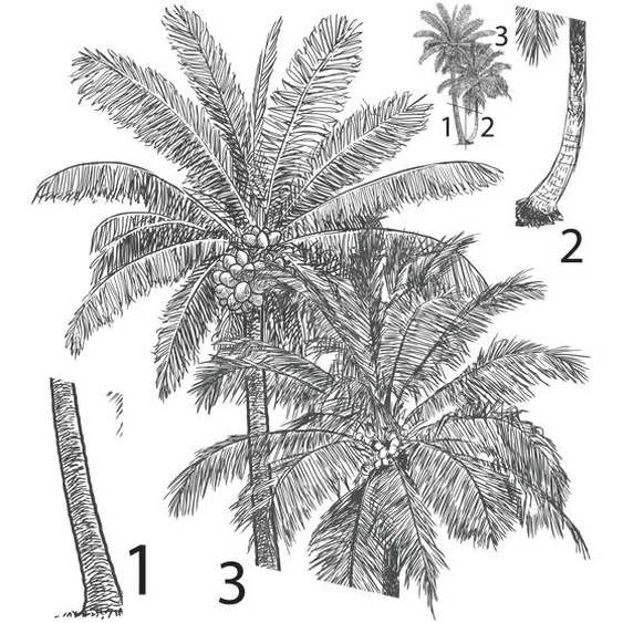 Sticker nature tropicale palmier vintage