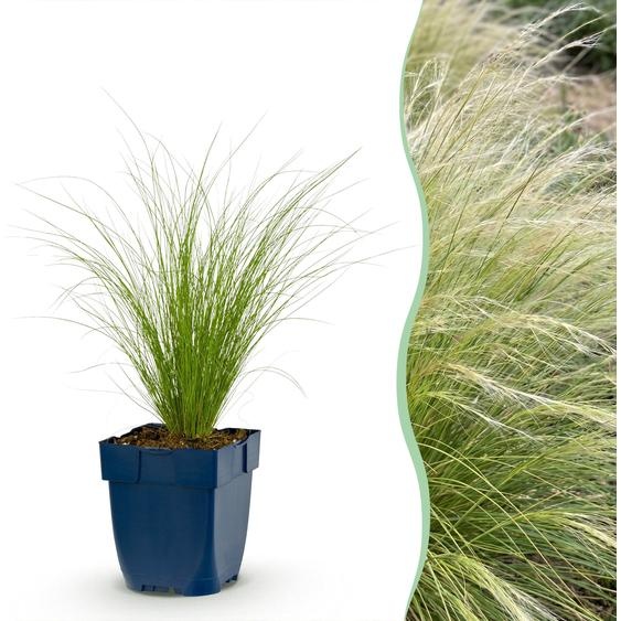 Stipa tenuissima « Ponytails » - Herbe plumeuse - À feuillage persistant - Vert - 12 plants - 15-25cm - Ø11cm - Plante de jardin