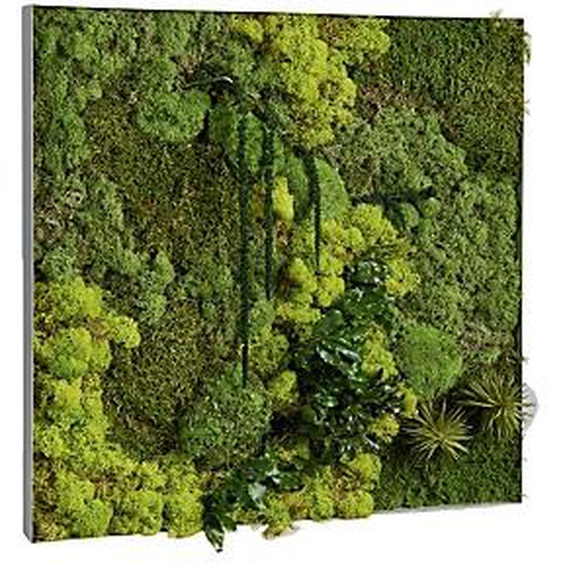 Tableau végétal de décoration - Mousse de Finlande stabilisée et 100% naturelle - Cadre carré blanc