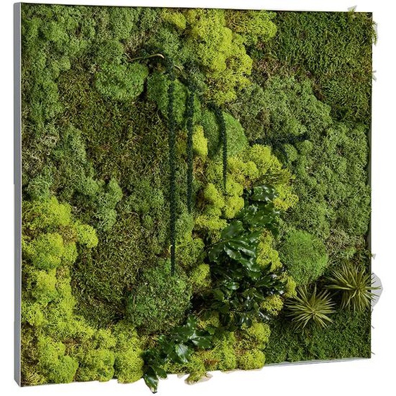 Tableau végétal de décoration - Mousse de Finlande stabilisée et 100% naturelle - Cadre carré blanc