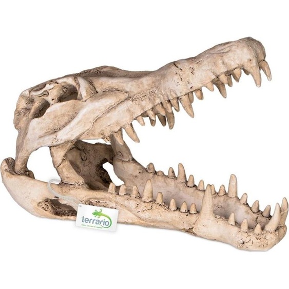 Terrario Crâne de crocodile XL - crâne de crocodile pour terrarium 23x11x16 cm Terrario