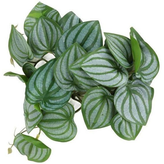 Terrarium en plastique de 25x25 cm avec articulation – Idéal pour laménagement dun habitat pour les crabes ermites