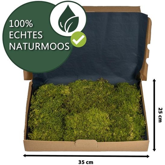 Terrariummoos : substrat naturel, 1 litre, pour terrariums bioactifs