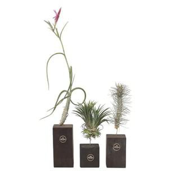 Plante aérienne - Set de 3 - Tillandsia Burnt Wood Trio - Hauteur 30-35cm