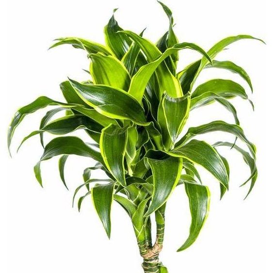 Dracaena Deremensis Dorado – Dragonnier – Ø24cm – 120-140cm – Plante dintérieur élégante aux feuilles vert foncé et bordées de jaune – Facile dentretien et purificatrice dair