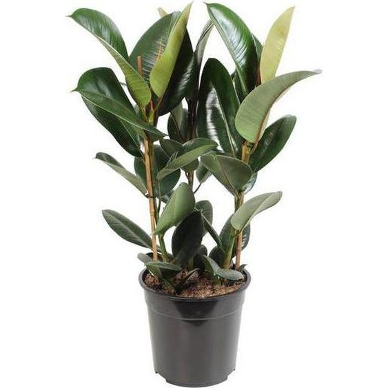 Ficus élastique Robusta Ø 27 cm  85 cm Plante dintérieur Purificatrice dair