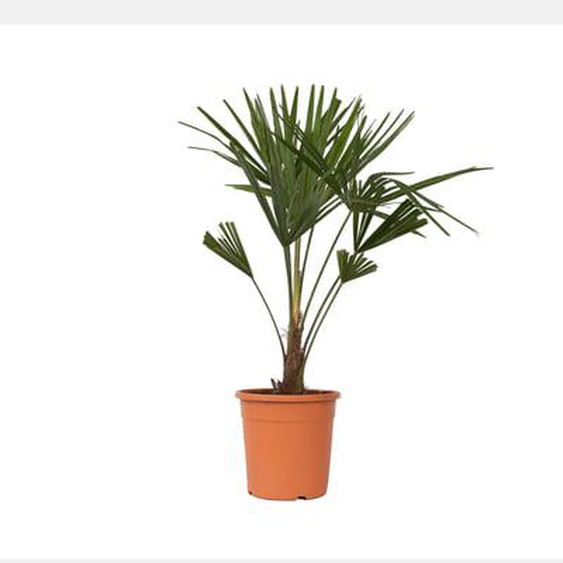 Trachycarpus Fortunei - Set de 2 - Palmier éventail - Pot 21cm - Hauteur 65-75cm