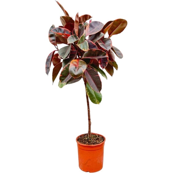 Trendyplants - Ficus Elastica Belize sur tige - arbre à caoutchouc - plante dintérieur - hauteur 120-140 cm - taille de pot Ø24cm