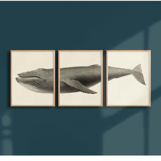 Triptyque affiches - La baleine à bosse